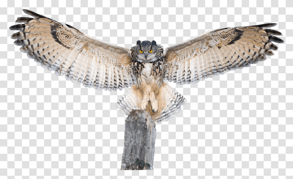 Owl Spreading Wings Image Owl With Spread Wings, Bird, Animal, Flying Transparent Png