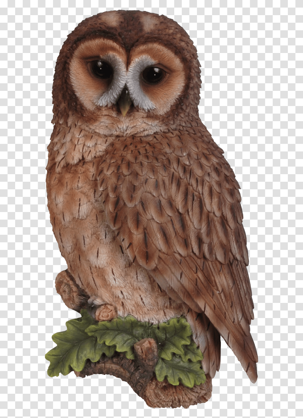 Owl Tawny Owl Clipart, Bird, Animal, Beak Transparent Png