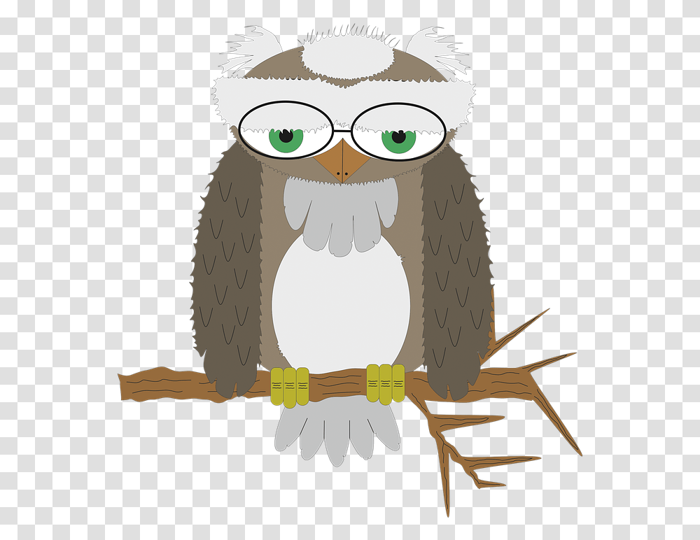 Owl Wisdom Bird Of Prey Free Image On Pixabay Bird Of Prey, Animal, Penguin, Bow Transparent Png