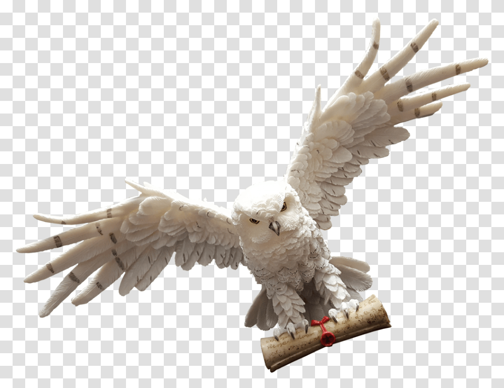 Owl With A Letter, Flying, Bird, Animal, Cockatoo Transparent Png