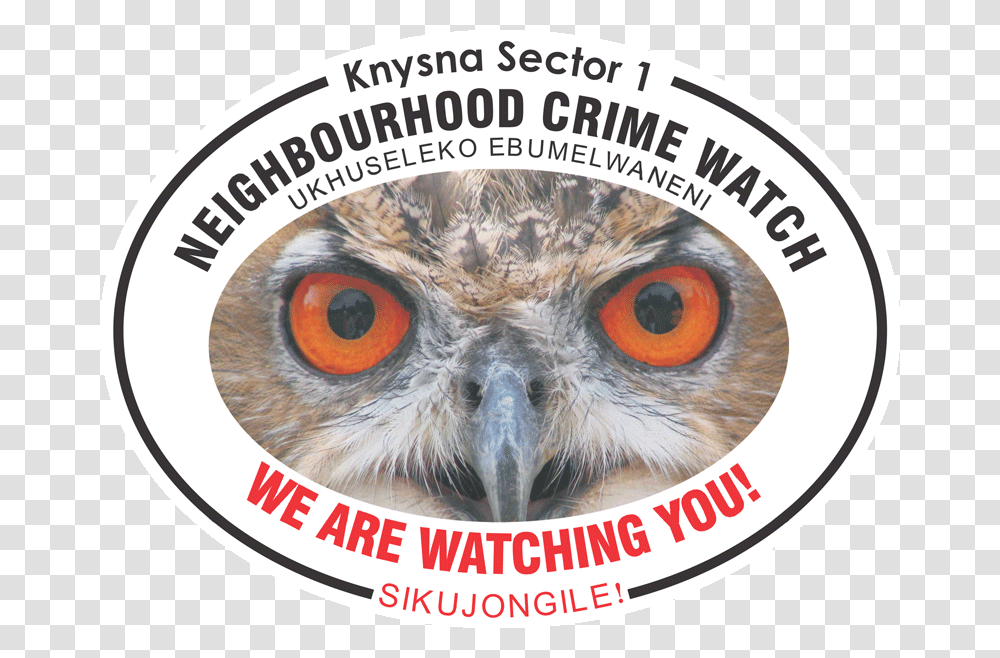 Owl With Big Eyes Royal Life Saving Society Uk, Animal, Bird, Beak, Advertisement Transparent Png