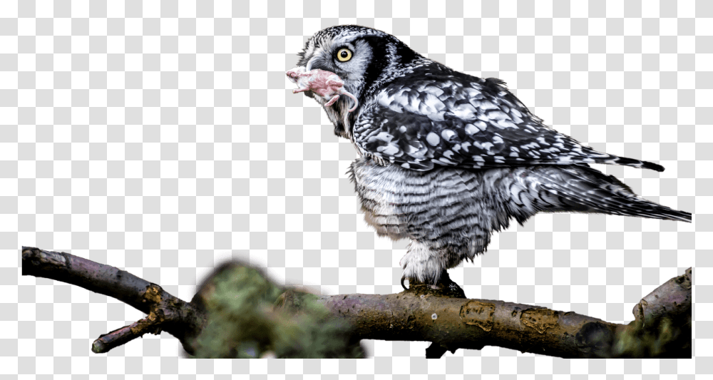 Owl With Catch In Mouth Owl, Bird, Animal, Vulture, Beak Transparent Png