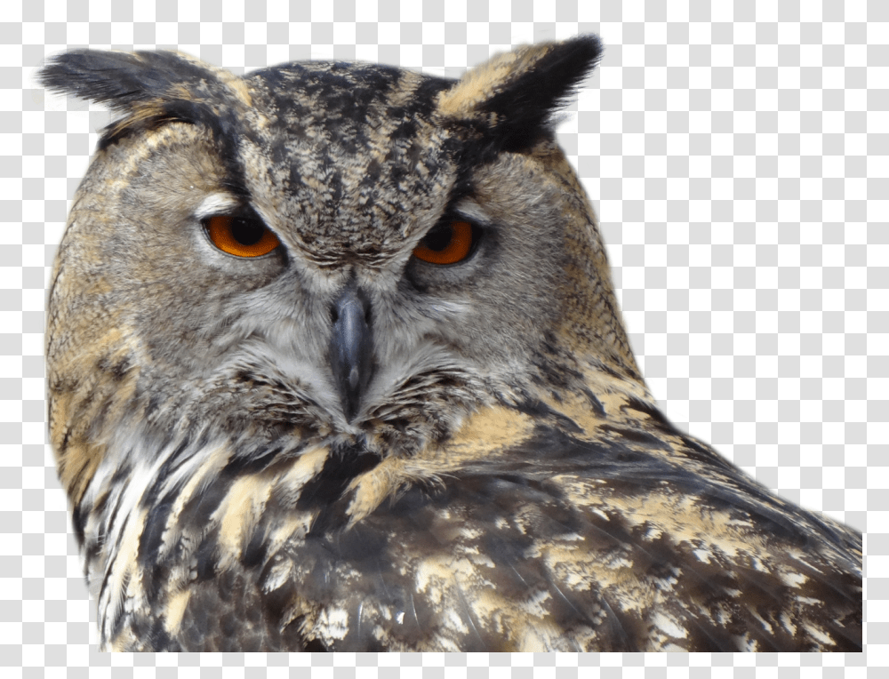 Owls Clipart Background Owl, Bird, Animal Transparent Png