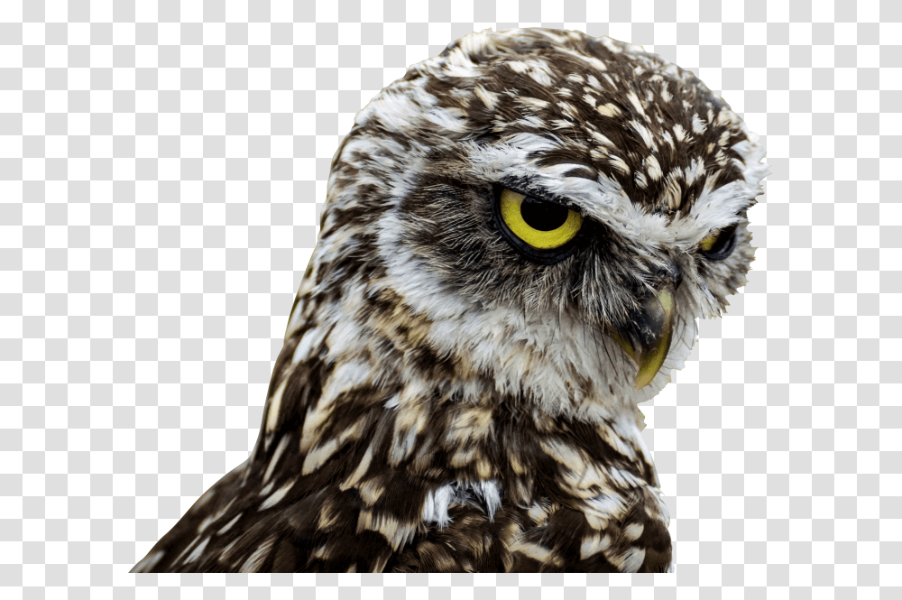 Owls Image Owl Long Legs, Beak, Bird, Animal, Buzzard Transparent Png