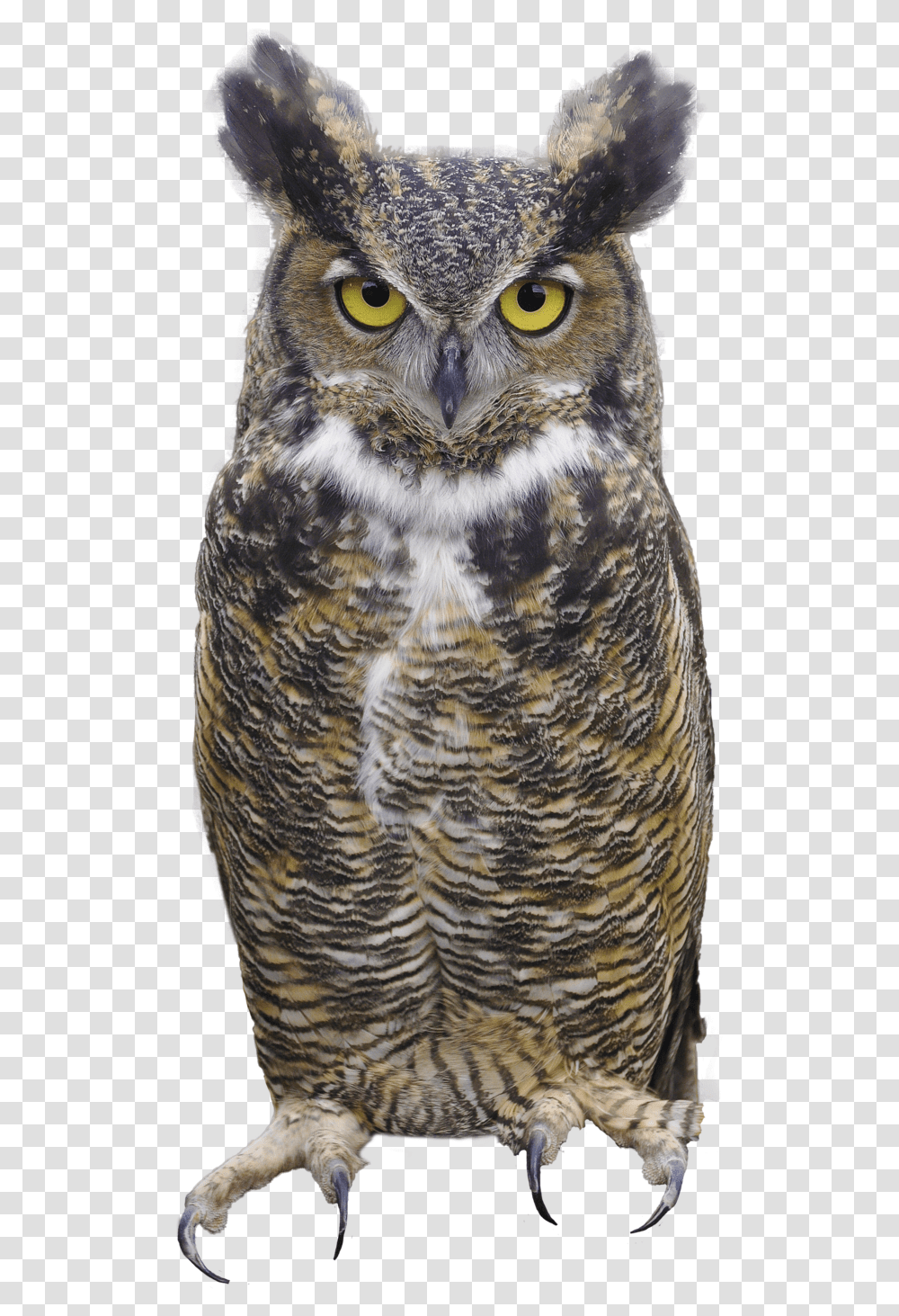 Owls Images Free Download Bird Owl Great Horned Owl, Animal, Chicken, Poultry, Fowl Transparent Png