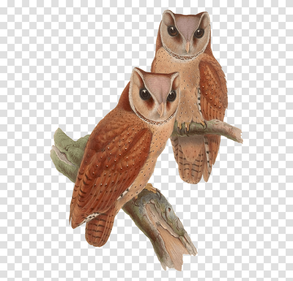 Owls Sitting On A Branch Vintage Owl, Bird, Animal, Archaeology Transparent Png