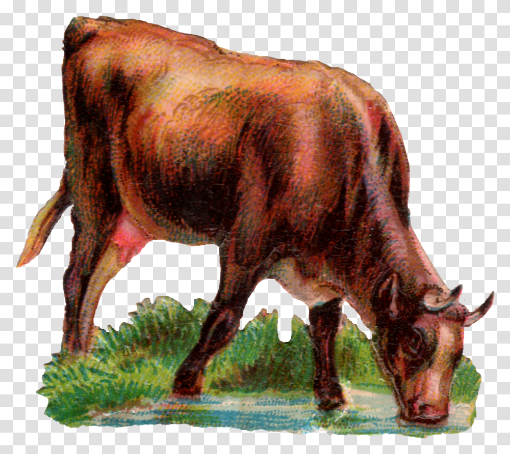 Ox Animal Drinking Water, Cattle, Mammal, Cow, Bull Transparent Png