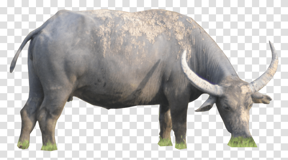 Ox Animal Hd Image Water Buffalo, Mammal, Wildlife, Cow, Cattle Transparent Png