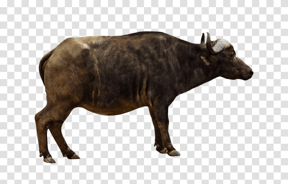 Ox Animal Images African Buffalo Side Profile, Cow, Cattle, Mammal, Bull Transparent Png