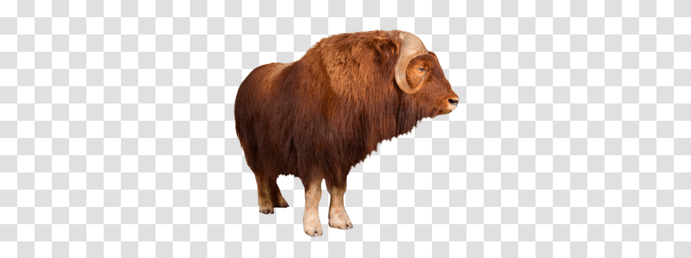 Ox Animal Images Musk Ox Clear Background, Bull, Mammal, Cattle, Yak Transparent Png