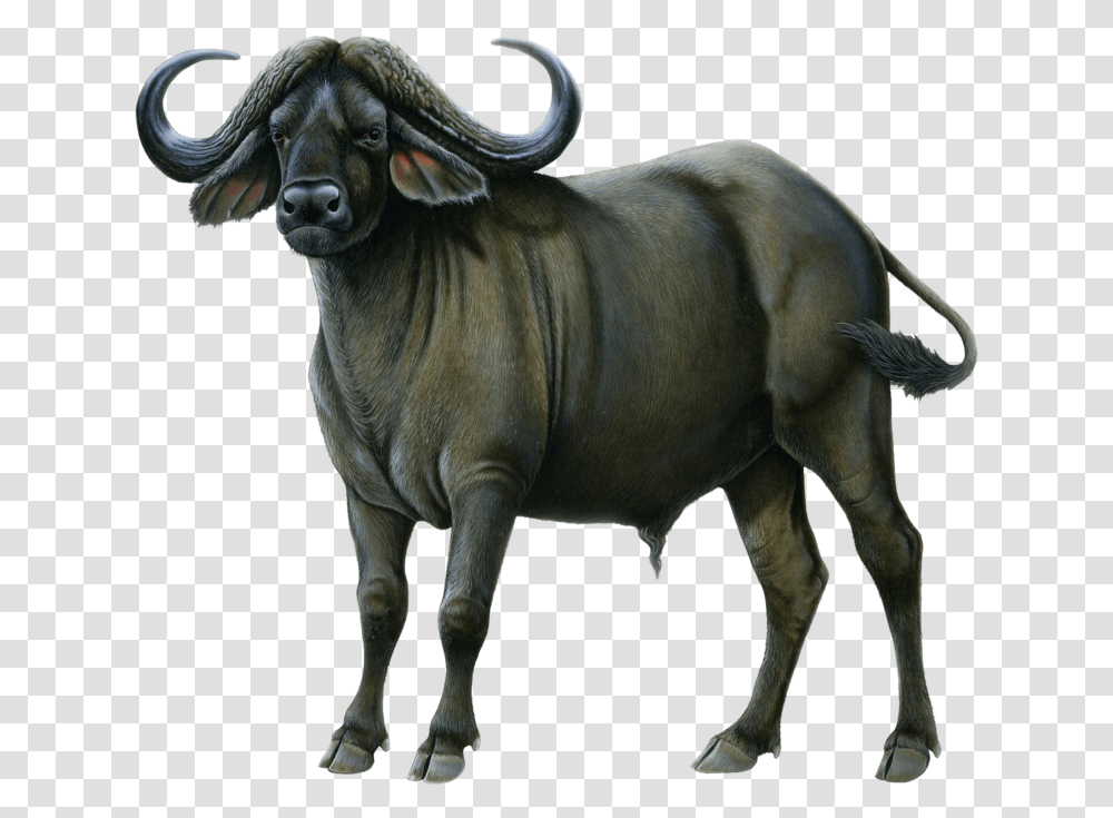 Ox Animal Picture Buffalo Background, Wildlife, Mammal, Bull, Cow Transparent Png