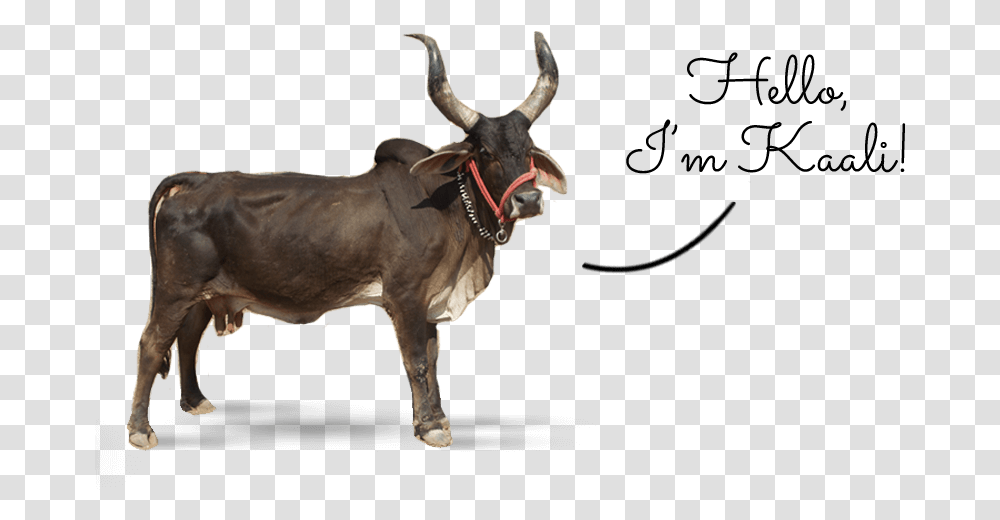 Ox Clipart Gir Cow Indian Ox, Bull, Mammal, Animal, Cattle Transparent Png