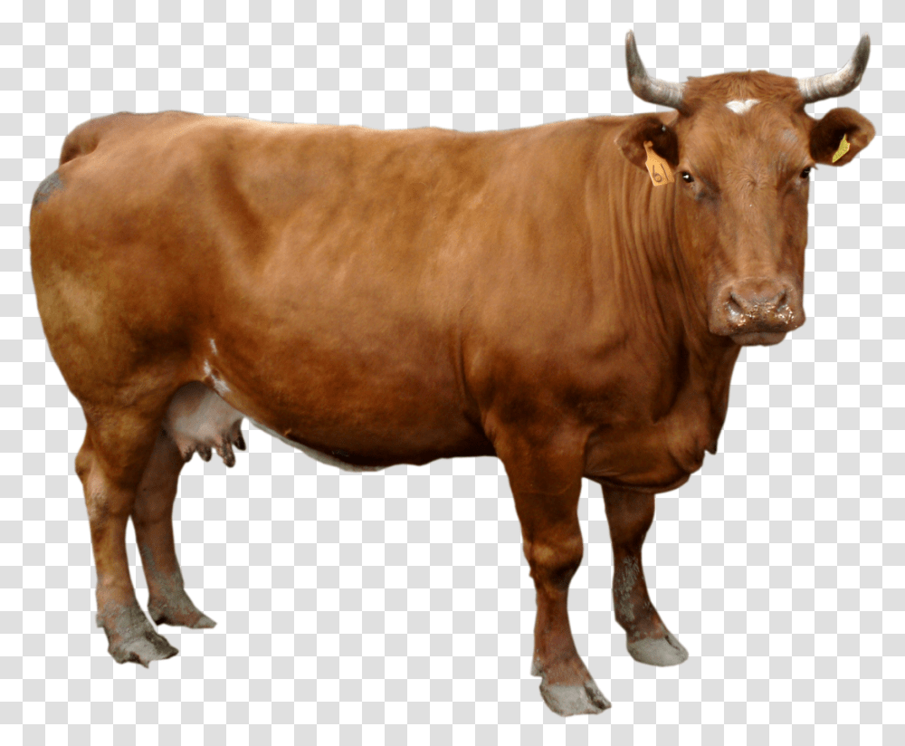 Ox, Cow, Cattle, Mammal, Animal Transparent Png