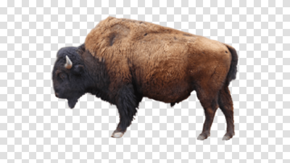 Ox Images Bison, Pig, Mammal, Animal, Wildlife Transparent Png