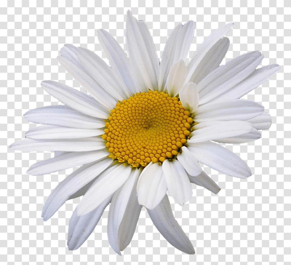 Oxeye Daisy Common Flower Daisy, Plant, Daisies, Blossom Transparent Png