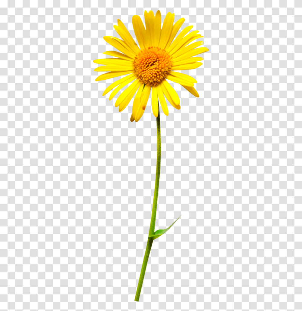 Oxeye Daisy Flower Clip Art Oxeye Daisy, Plant, Blossom, Daisies, Asteraceae Transparent Png