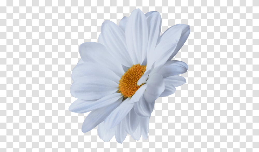 Oxeye Daisy, Plant, Flower, Daisies, Blossom Transparent Png