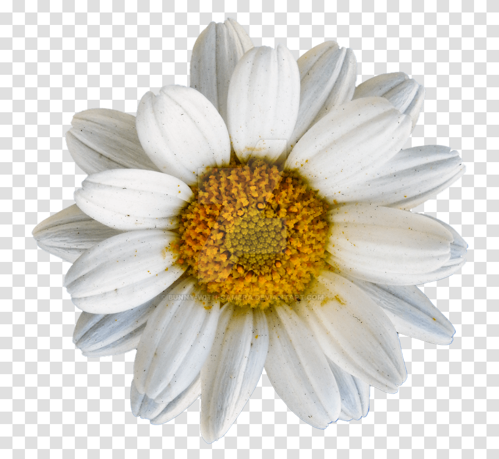 Oxeye Daisy, Plant, Flower, Daisies, Blossom Transparent Png