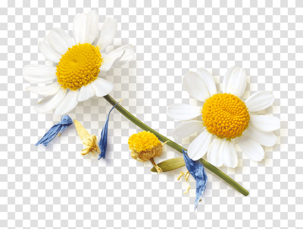 Oxeye Daisy, Plant, Flower, Pollen, Flower Arrangement Transparent Png
