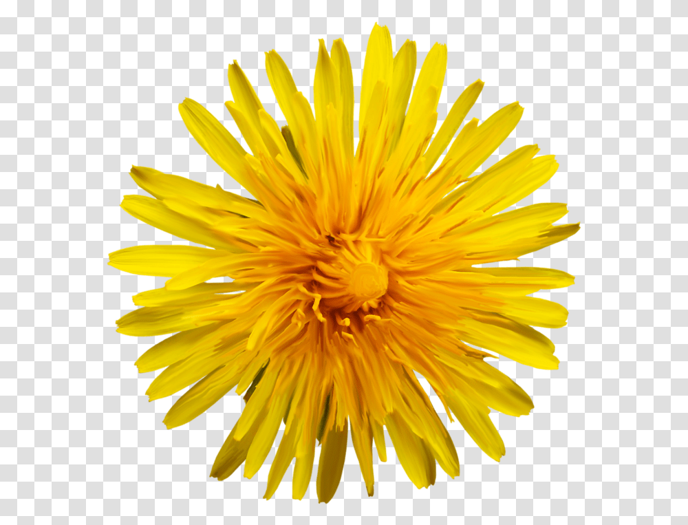 Oxford High School Sunflower, Plant, Blossom, Dandelion Transparent Png