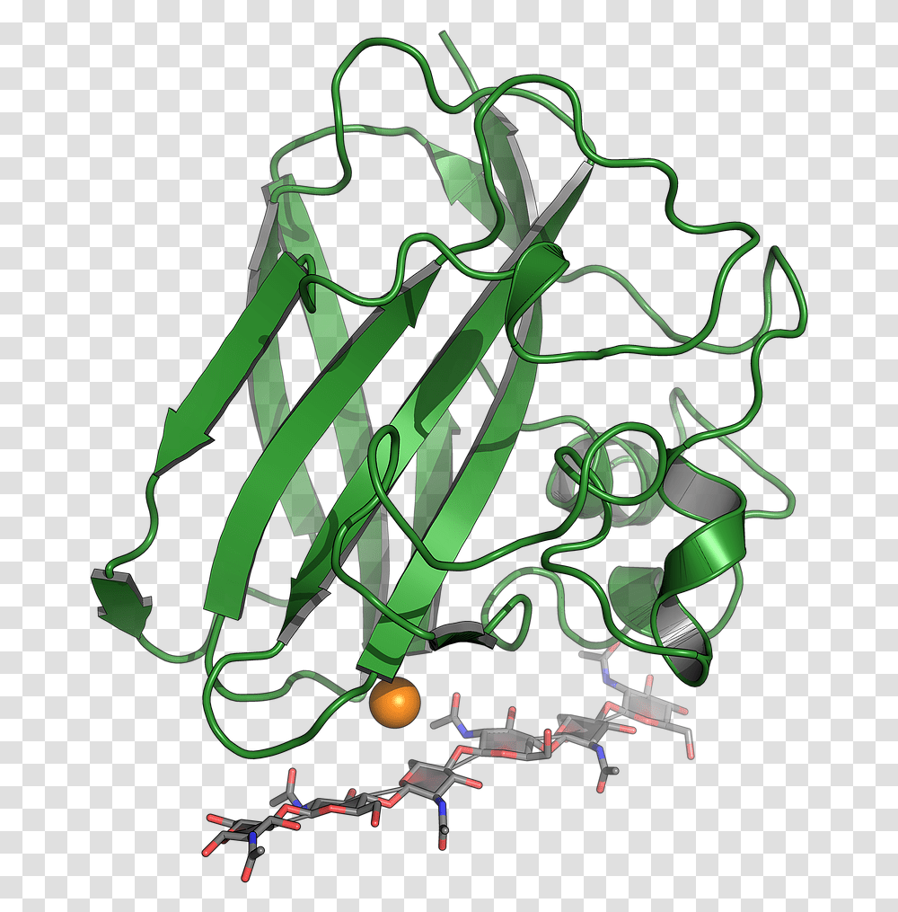 Oxidative Cleavage Of Polysaccharides Illustration, Plant, Graphics, Art, Floral Design Transparent Png
