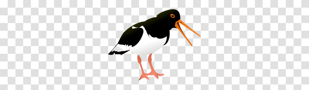 Oyster Catcher Bird Clip Art Free Vector, Beak, Animal, Blow Dryer, Appliance Transparent Png