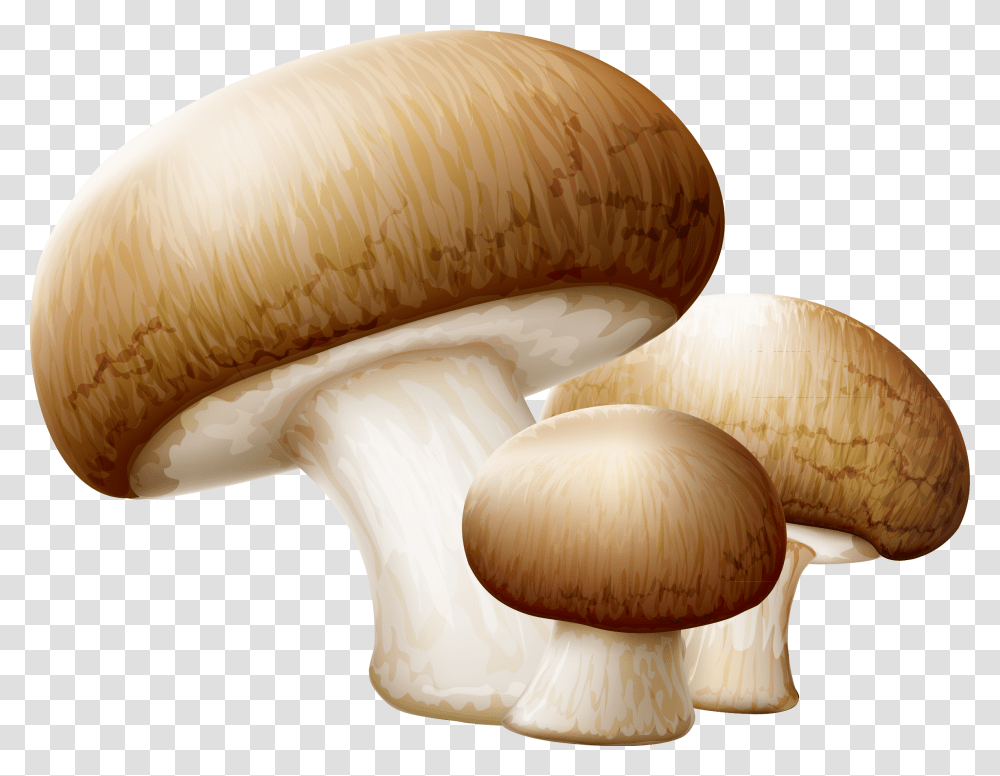 Oyster Clipart Free Mushroom Clipart, Fungus, Plant, Amanita, Agaric Transparent Png