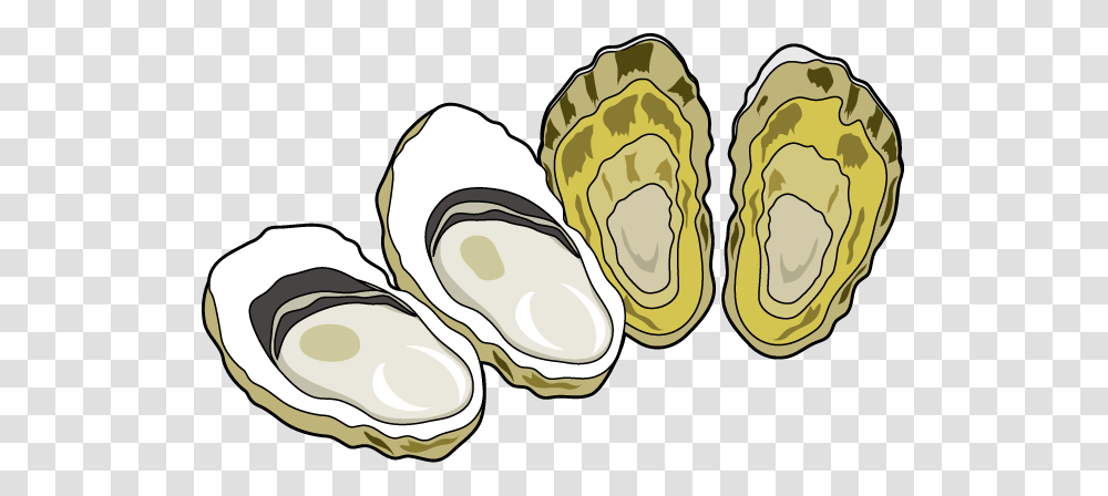 Oyster Clipart, Sea Life, Animal, Seashell, Invertebrate Transparent Png