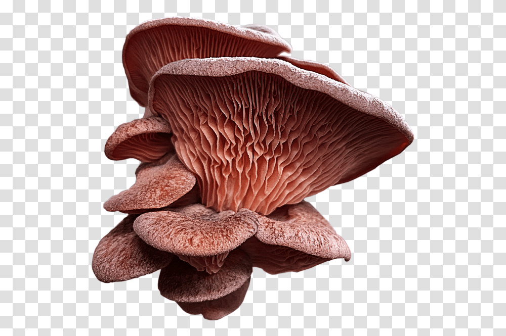 Oyster Mushroom, Fungus, Plant, Hat Transparent Png