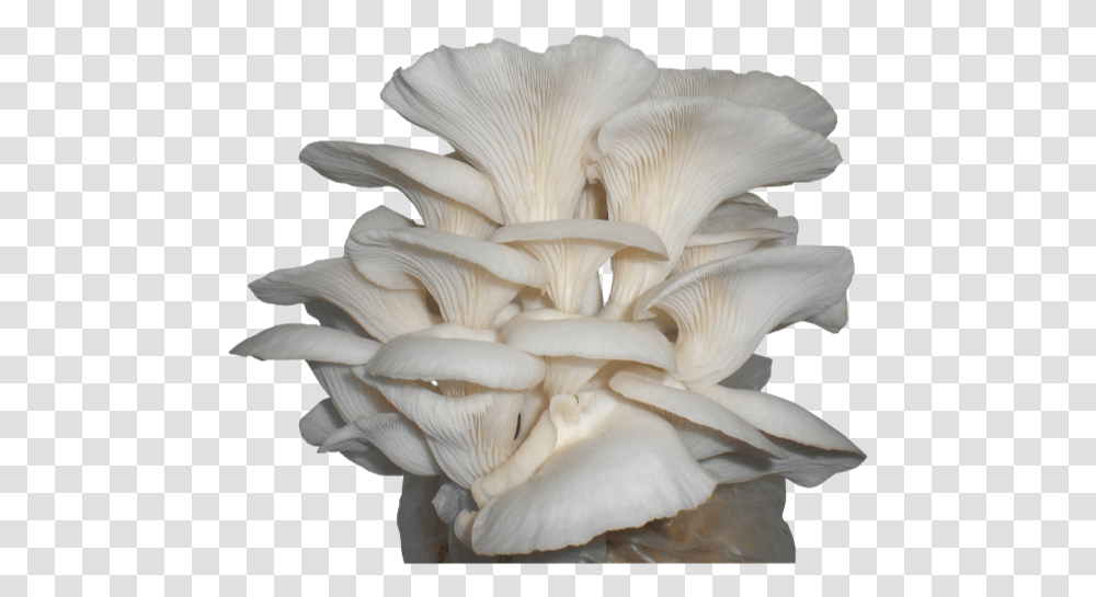 Oyster Mushroom, Plant, Fungus, Agaric, Amanita Transparent Png