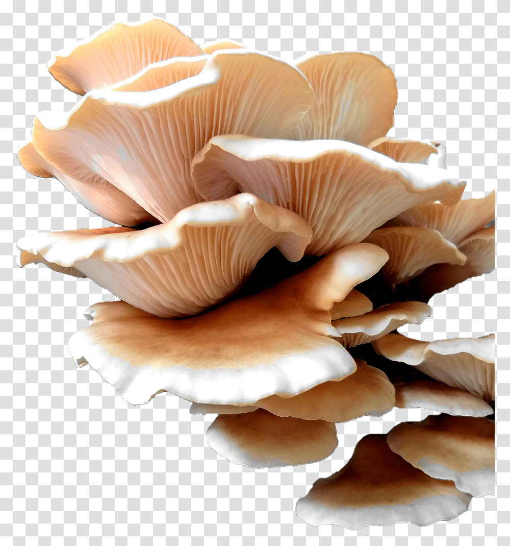 Oyster Mushroom Transparent Png