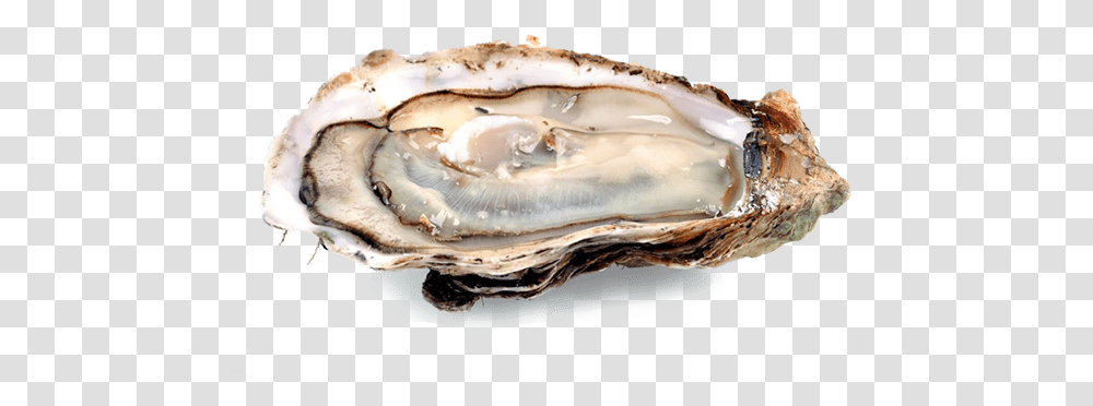 Oyster Oyster, Food, Sea Life, Animal, Seashell Transparent Png