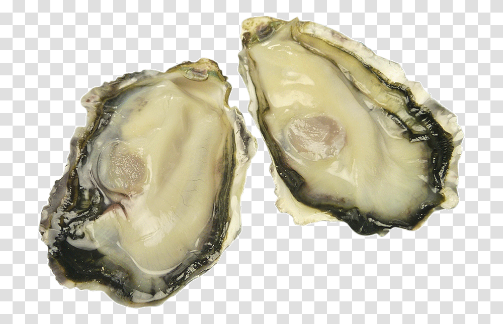 Oysteroysters Tiostrea Chilensis, Sea Life, Animal, Seashell, Food Transparent Png