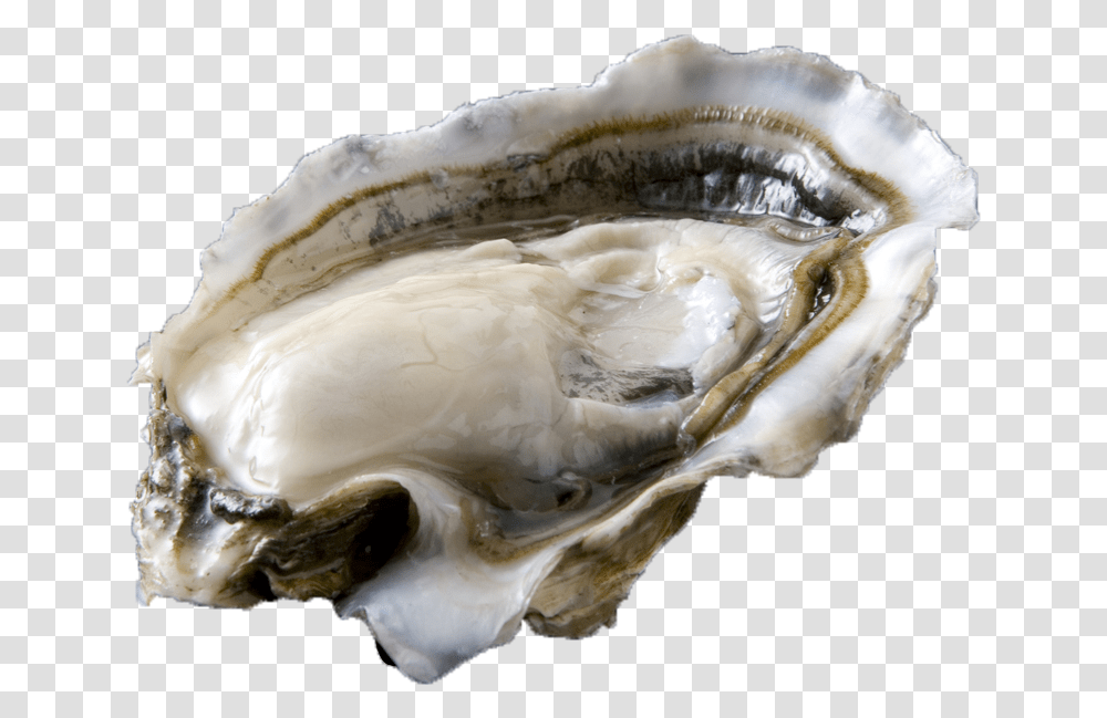 Oysters Oester, Seashell, Food, Invertebrate, Sea Life Transparent Png