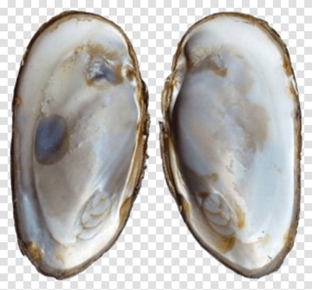 Oysters Oyster Shell Mother Of Pearl, Sea Life, Animal, Seashell, Invertebrate Transparent Png