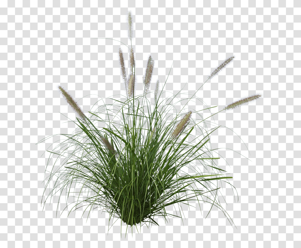 Ozbreed Grass Varieties Fountain Grass, Plant, Vegetation, Flower, Blossom Transparent Png
