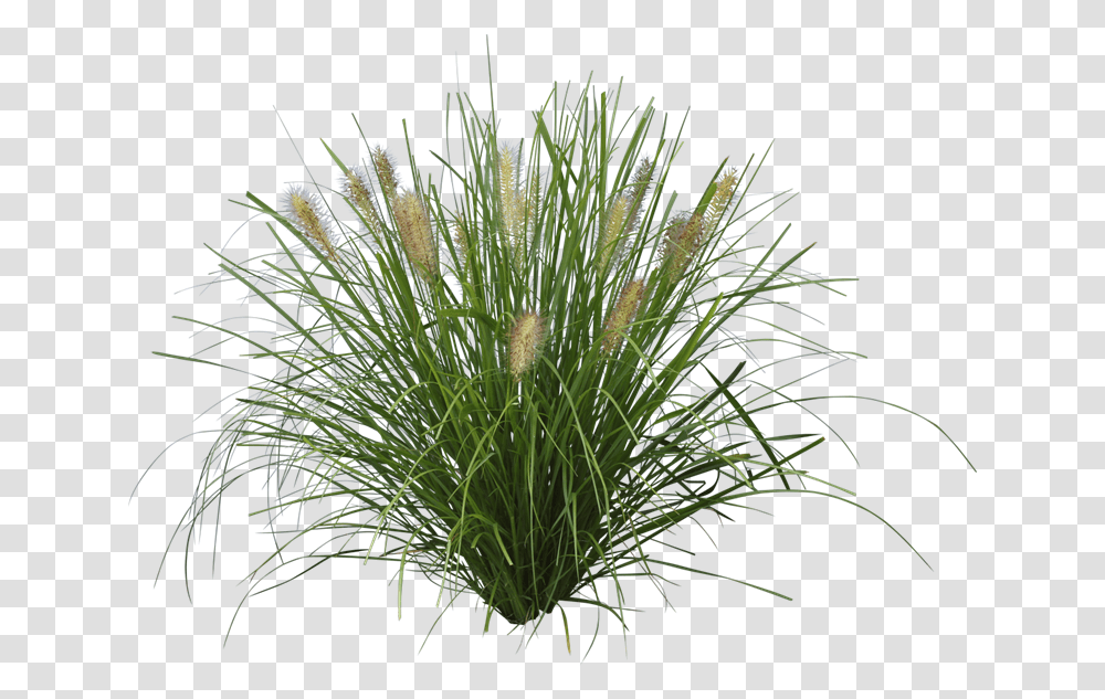 Ozbreed Grass Varieties Pennisetum, Plant, Lawn, Vegetation, Flower Transparent Png