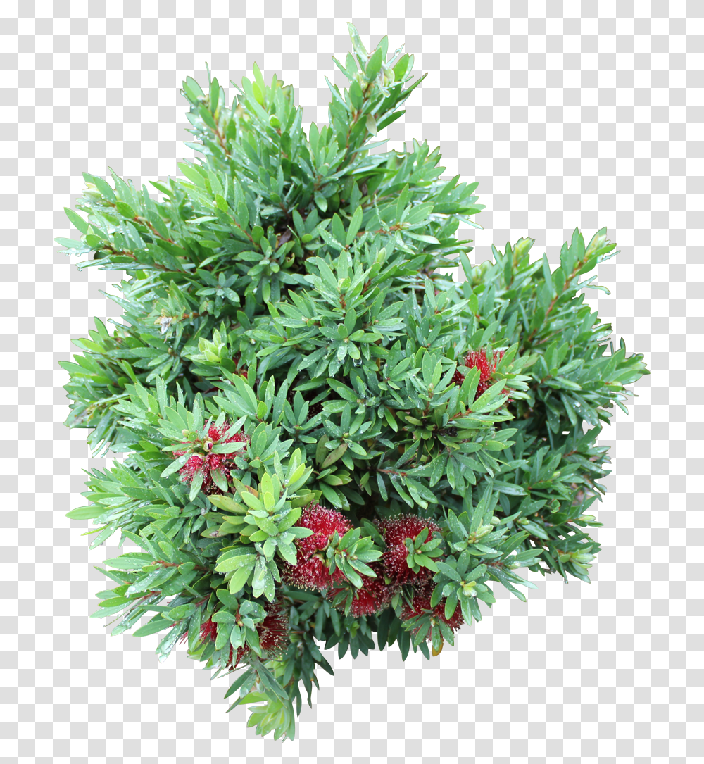 Ozbreed Shrub And Groundcover Varieties Evergreen, Plant, Bush, Vegetation, Tree Transparent Png