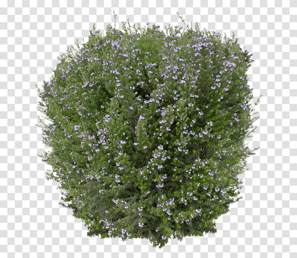 Ozbreed Shrub And Groundcover Varieties Westringia Flower Power, Plant, Water, Reef, Sea Life Transparent Png