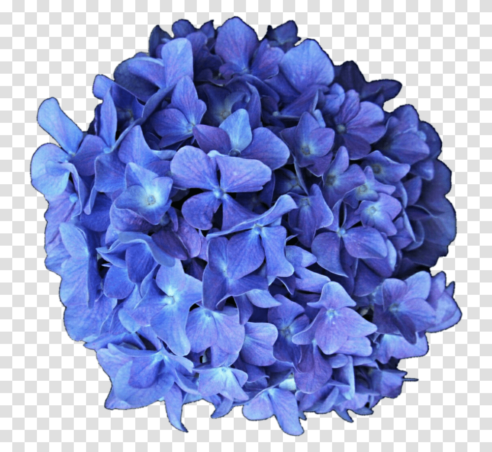 P Hydrangea, Plant, Geranium, Flower, Blossom Transparent Png