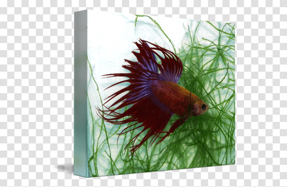 P Tricolored Crown Betta Fish Siamese Fight By Cindy Ford Feather Fish For Aquarium, Bird, Animal, Goldfish, Sea Life Transparent Png