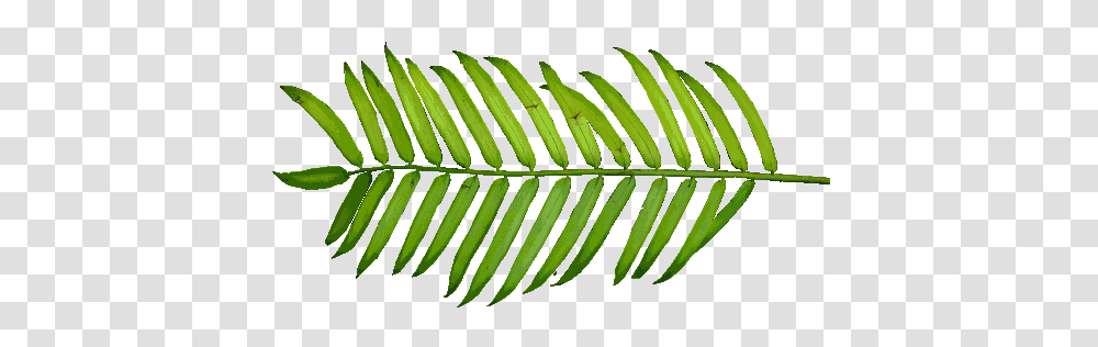P Wide Kbytes The Texture Of The Foliage, Leaf, Plant, Tree, Conifer Transparent Png