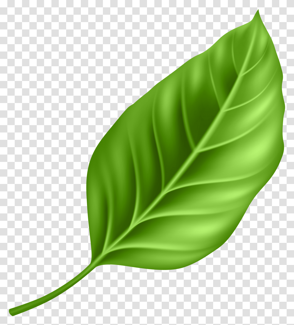 Paan Leaf Transparent Png