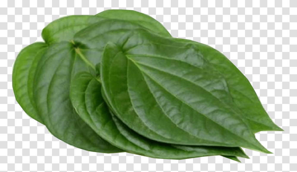 Paan Leaves, Leaf, Plant, Spinach, Vegetable Transparent Png
