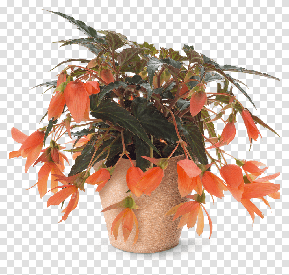 Pac Begonia Sunbrero Salmon Sold Out Houseplant, Leaf, Tree, Maple, Potted Plant Transparent Png