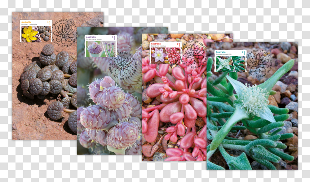 Pachyphytum, Collage, Poster, Advertisement, Plant Transparent Png