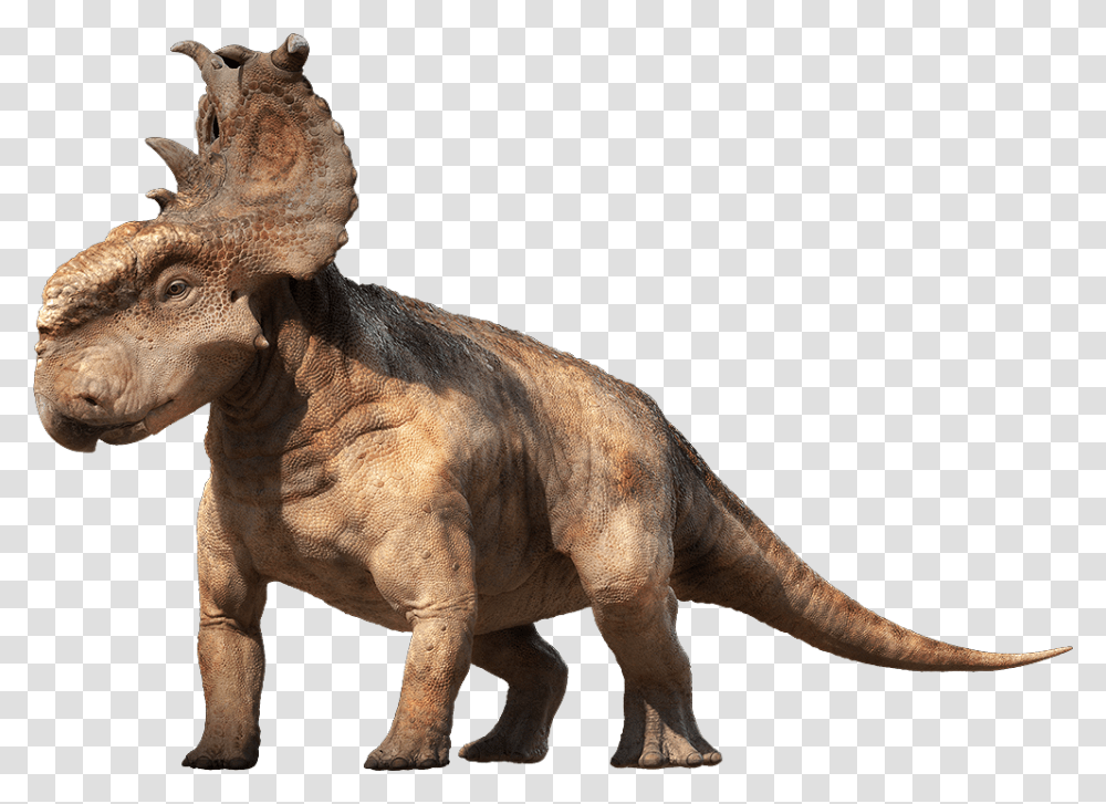 PachyrhinosaurusPromo, Fantasy, Dinosaur, Reptile, Animal Transparent Png