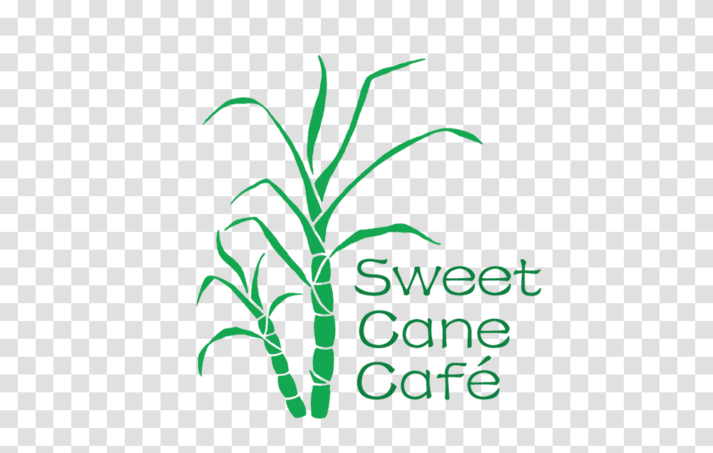 Pacific Dark Cane Cafe, Plant, Green, Flower, Blossom Transparent Png