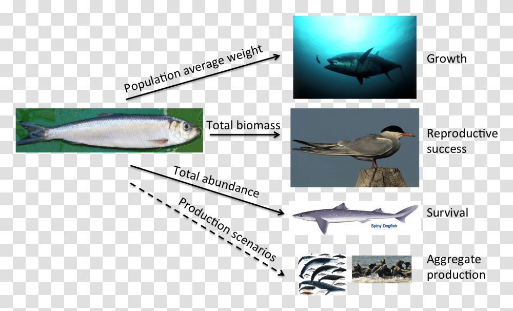 Pacific Saury, Fish, Animal, Bird, Sea Life Transparent Png