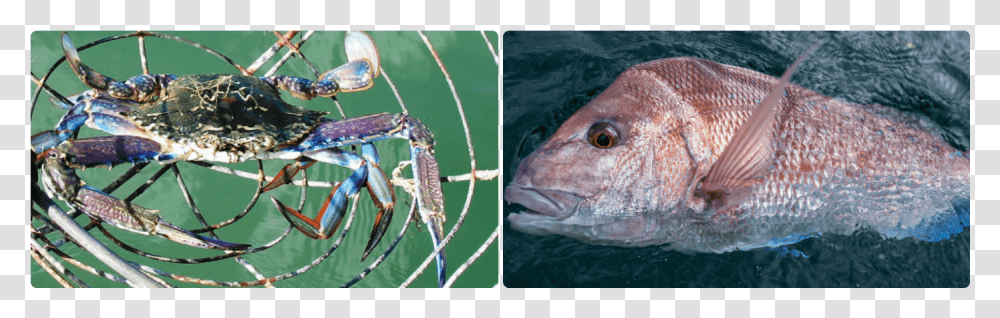 Pacific Sturgeon, Fish, Animal, Spider, Invertebrate Transparent Png